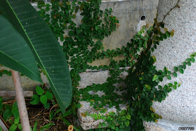 坐山觀海的山中小居 （全文完）