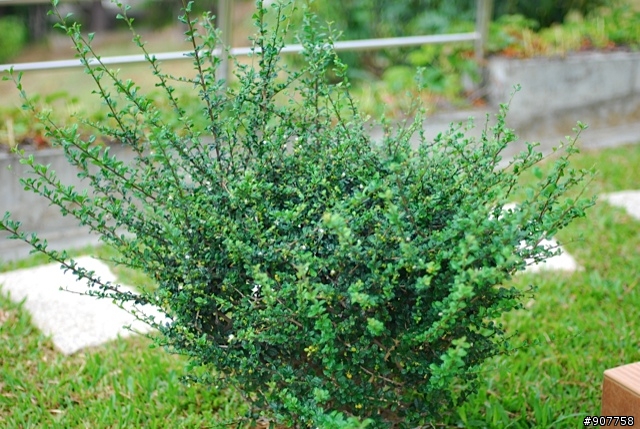 坐山觀海的山中小居 （全文完）