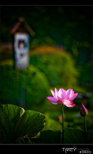 [更新]2012荷花季又到了--歡迎貼圖~~