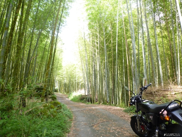 夏日小品：夢幻溪頭行