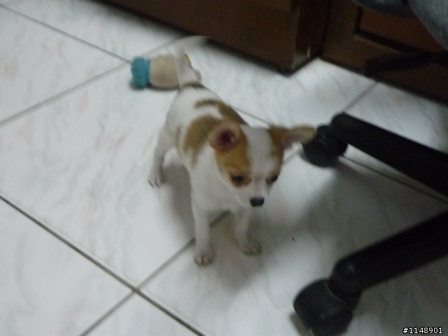 幼犬認養.增加母的幾張照片