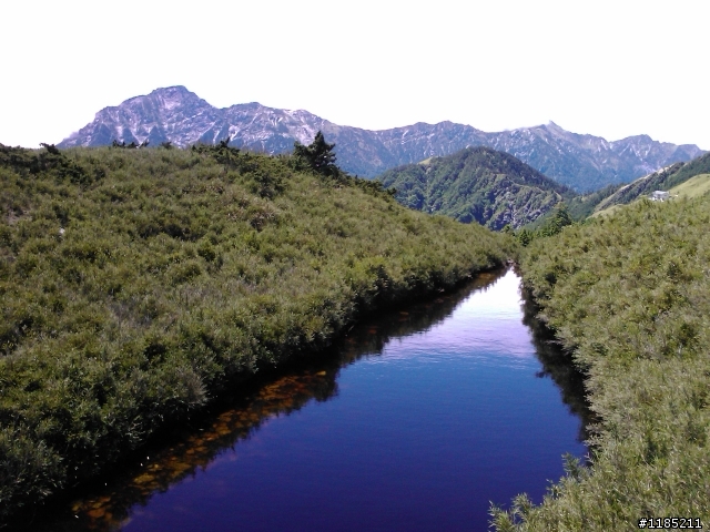 今年夏天騎機車帶丁小兔上合歡山看玉山杜鵑花