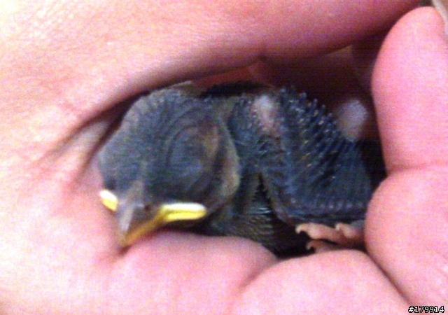 撿到幼鳥，如何處理比較好? (附圖)