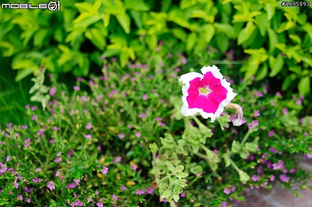 Nikkor 24-85 f/2.8-4D 宜蘭小熊書房一日遊
