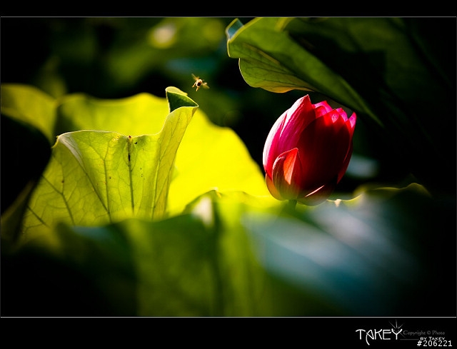 [更新]2012荷花季又到了--歡迎貼圖~~