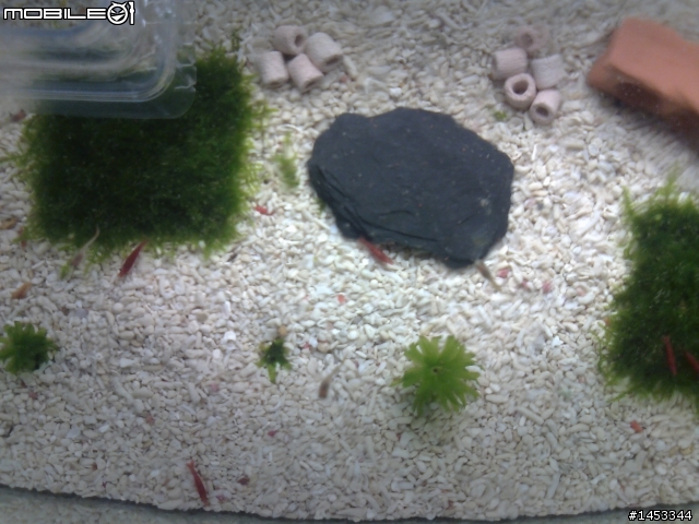 新手魚缸(第一次PO圖請見諒^^)