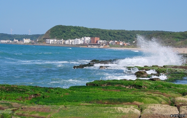 海岸 の 綠精靈 * 新北市 石門 . 老梅石槽 ( 季節限定 )