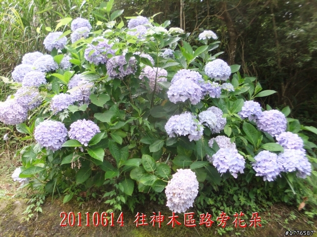 20110614  拉拉山福巴越嶺古道福山自行車之旅