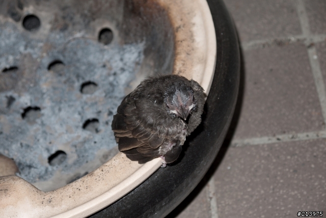 小動物又來拜訪我家了 20110617 09:58 更新