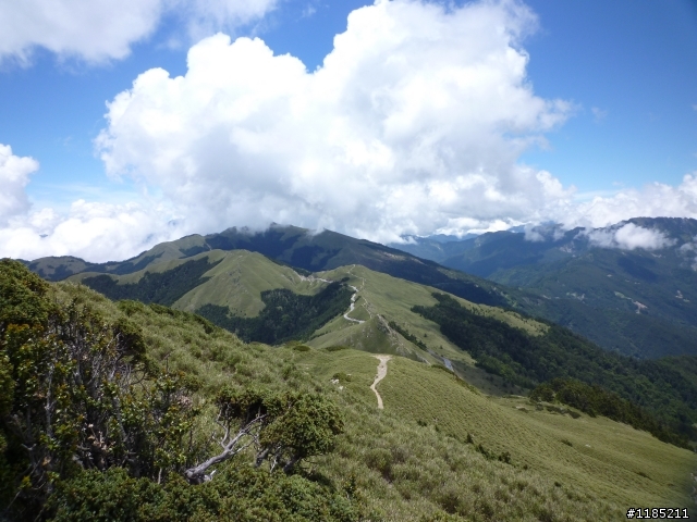 今年夏天騎機車帶丁小兔上合歡山看玉山杜鵑花