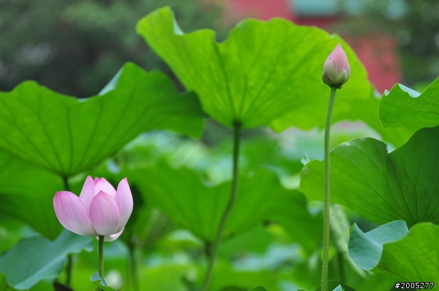 D90 之使用老鏡(小黑三)淺心得 ~