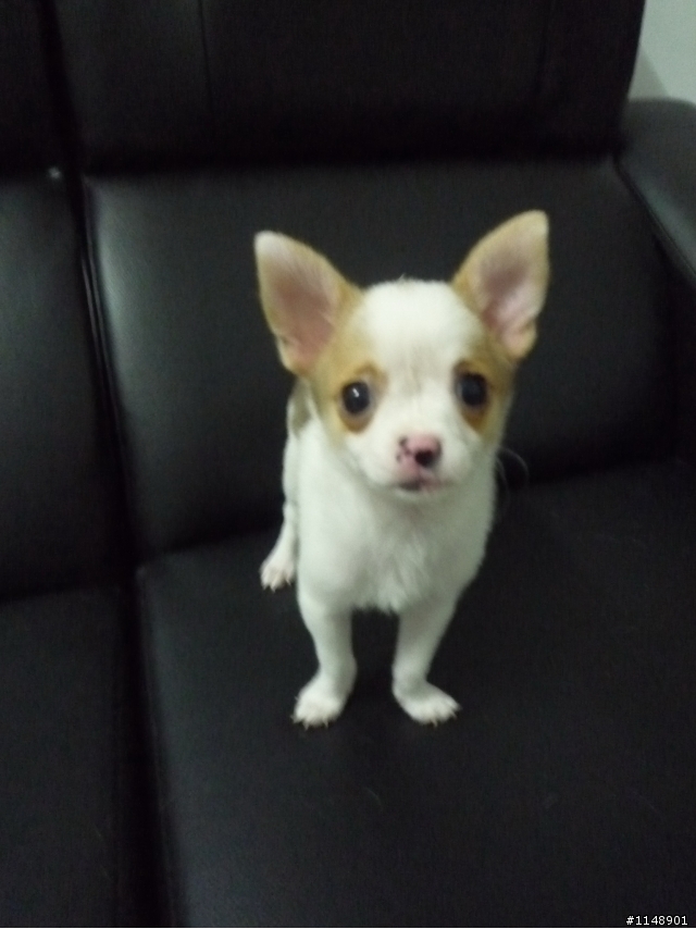 幼犬認養.增加母的幾張照片