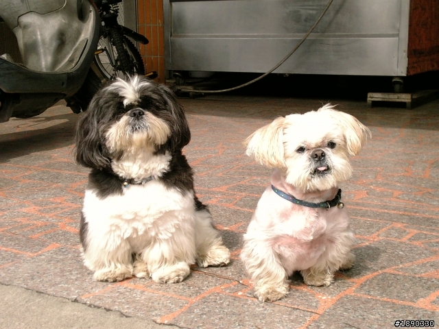 龍潭找黑白西施犬