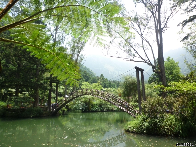 夏日小品：夢幻溪頭行
