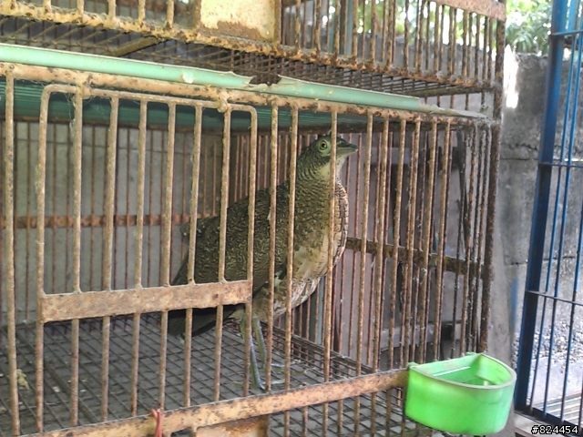 請問各位懂鳥的達人