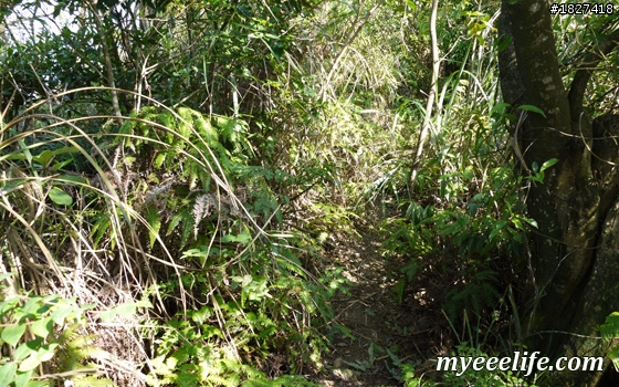 碧山巖一下午小旅行 – 中級篇 (一)：探尋白石湖地名中的「白石」，圓覺尖攻頂！
