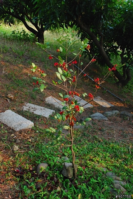 坐山觀海的山中小居 （全文完）