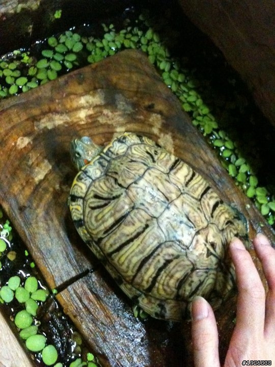 急!!   拜託幫幫忙~在大馬路上撿到烏龜. 可是我沒辦法養牠怎麼辦???