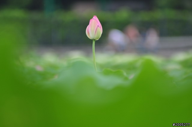 D90 之使用老鏡(小黑三)淺心得 ~