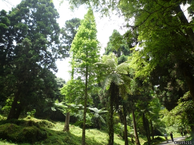 夏日小品：夢幻溪頭行