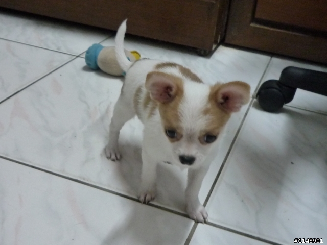 幼犬認養.增加母的幾張照片