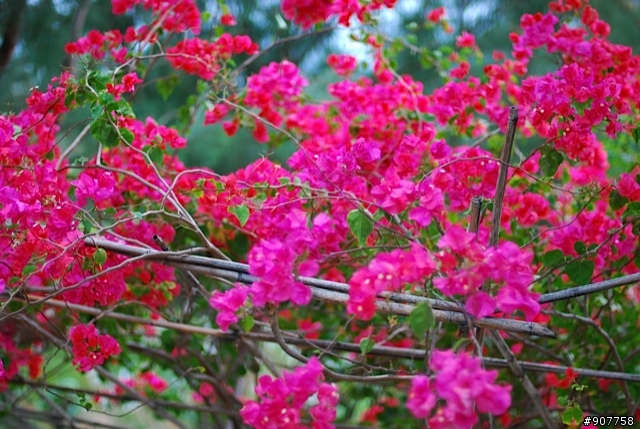 坐山觀海的山中小居 （全文完）