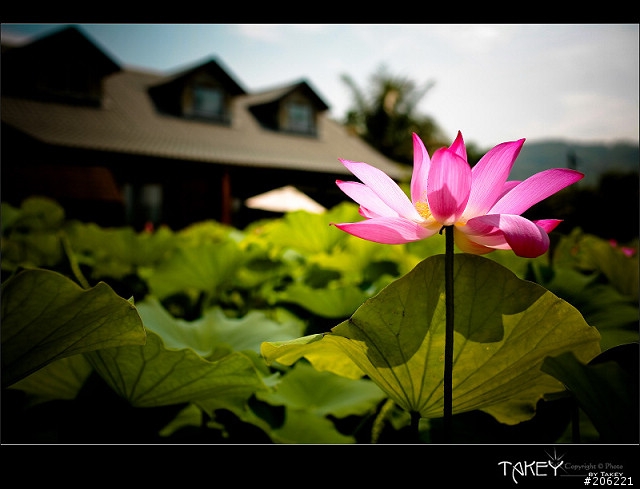 [更新]2012荷花季又到了--歡迎貼圖~~