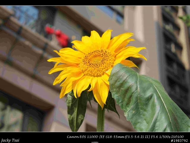 [號召] CANON 1100D 蓋大樓啦!!!!