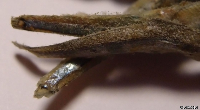 這個小魚乾發霉了嗎?