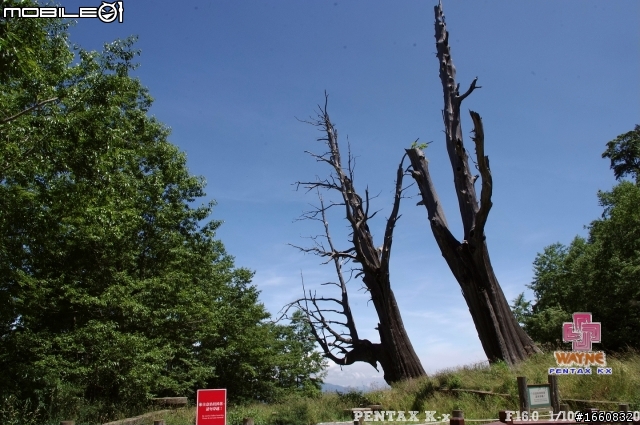 阿里山公路路況