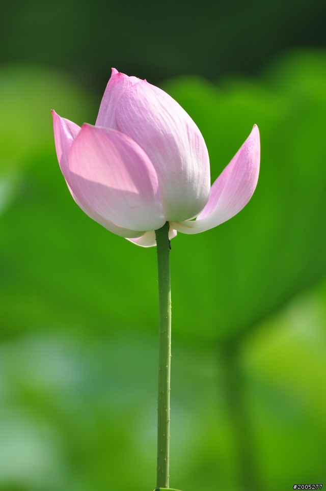 D90 之使用老鏡(小黑三)淺心得 ~