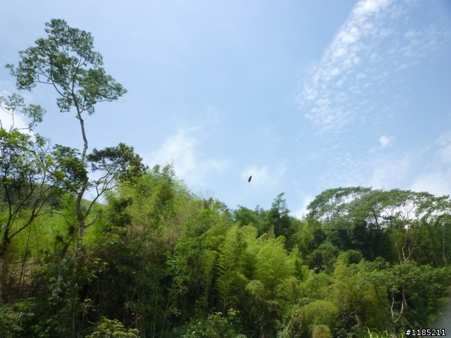 夏日小品：夢幻溪頭行