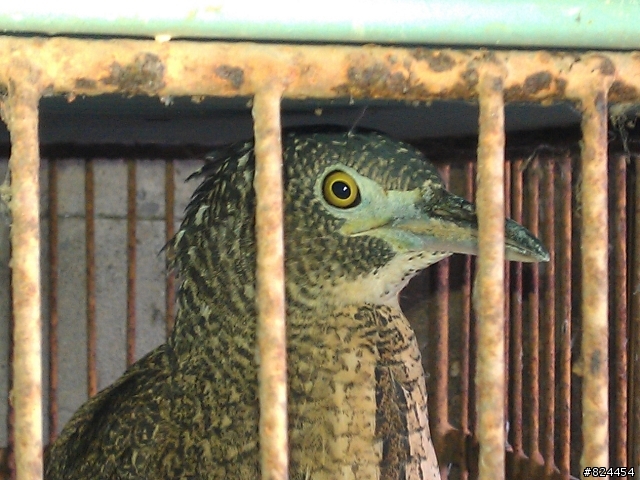 請問各位懂鳥的達人