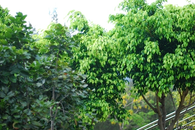 坐山觀海的山中小居 （全文完）