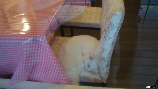 又一家貓餐廳
