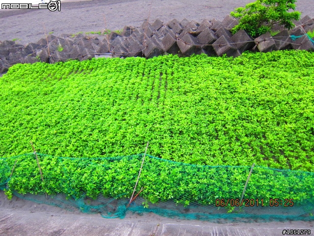 宜蘭外澳看日出。(大推:宜蘭頭城鎮大溪國小)。