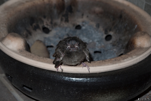 小動物又來拜訪我家了 20110617 09:58 更新