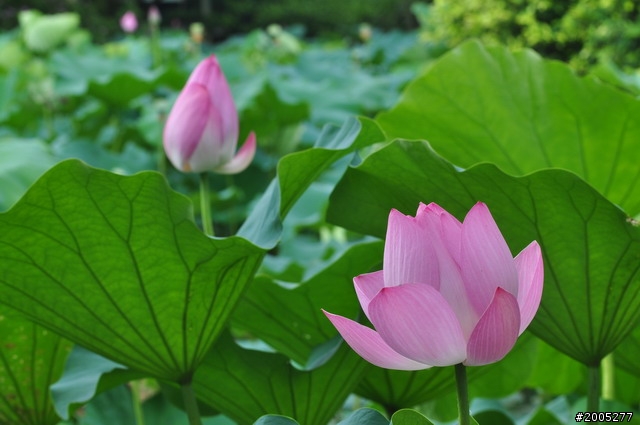 D90 之使用老鏡(小黑三)淺心得 ~