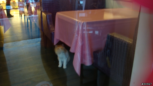 又一家貓餐廳