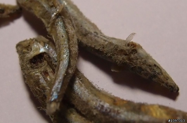 這個小魚乾發霉了嗎?