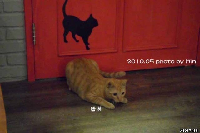 《分享食記》東區-貓咪先生的朋友