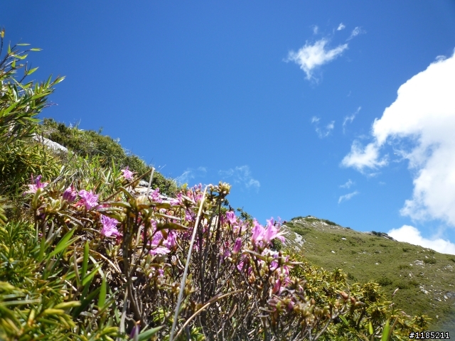 今年夏天騎機車帶丁小兔上合歡山看玉山杜鵑花