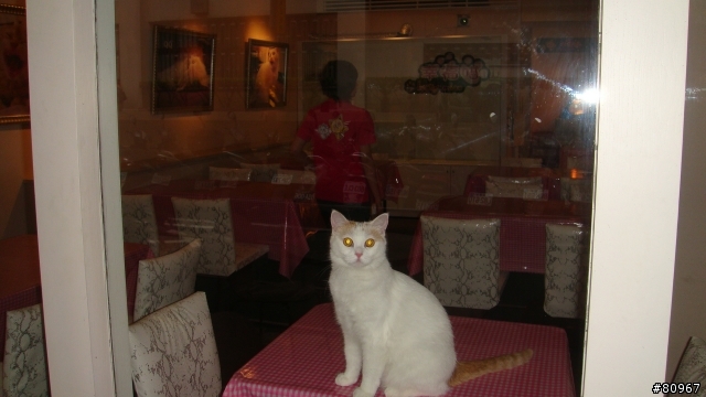 又一家貓餐廳