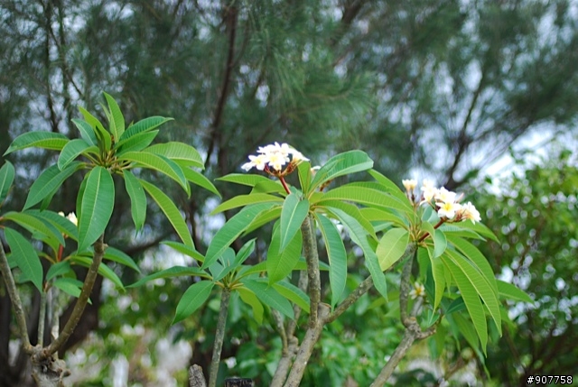坐山觀海的山中小居 （全文完）