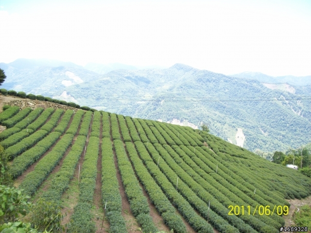 2011/6/9~6/10--小弟的首度挑戰環半島失敗之殘念新中橫二日遊［文多+圖多］