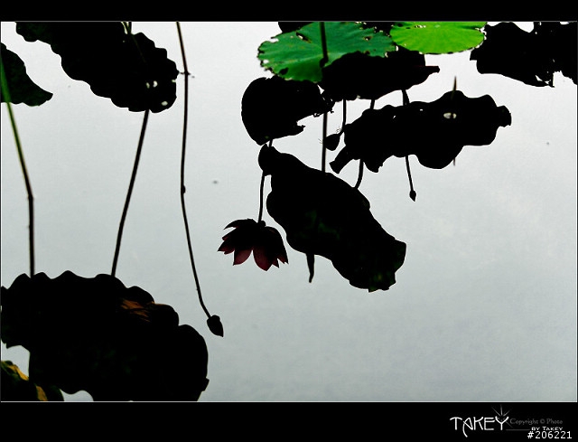 [更新]2012荷花季又到了--歡迎貼圖~~