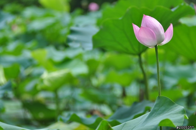 D90 之使用老鏡(小黑三)淺心得 ~