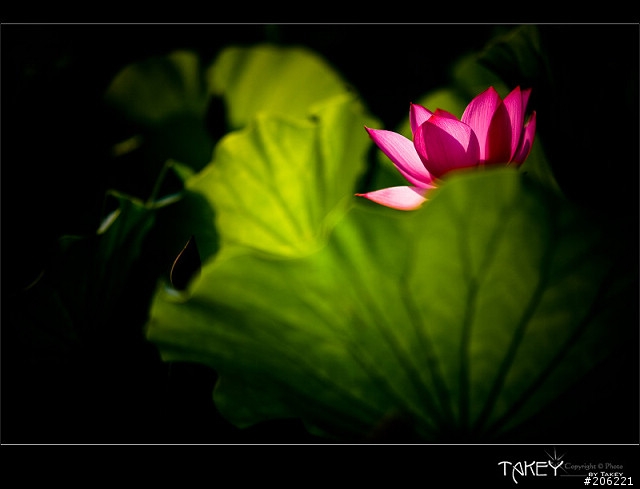 [更新]2012荷花季又到了--歡迎貼圖~~