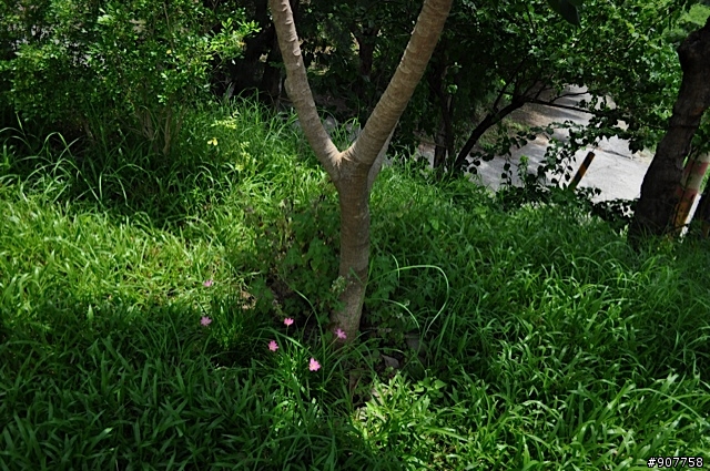 坐山觀海的山中小居 （全文完）