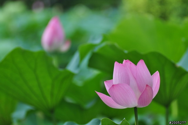 D90 之使用老鏡(小黑三)淺心得 ~